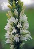 Lobelia siphilicata 'Alba'